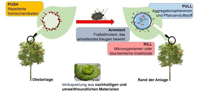 Push-Pull-Kill-Verfahren als biotechnische ökologische Bekämpfung der Marmorierten Baumwanze basierend auf Aggregationspheromonen kombiniert mit Kairomonen © A Koßmann, JKI