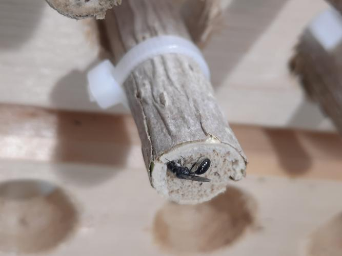 Grabwespe der Art P. lethifer gräbt Niströhre in einen mit Holzschaum gefüllten Holunderstab © E Böckmann, JKI